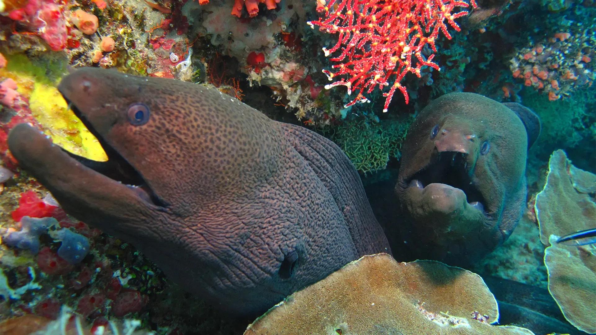 Две мурены в кораллах домашнего рифа Ellaidhoo, атолл Ари