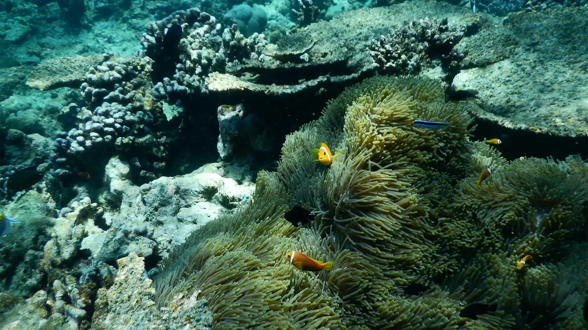 Актинии с рыбами-клоунами на мелководном рифе у берега, Fihalhohi Maldives